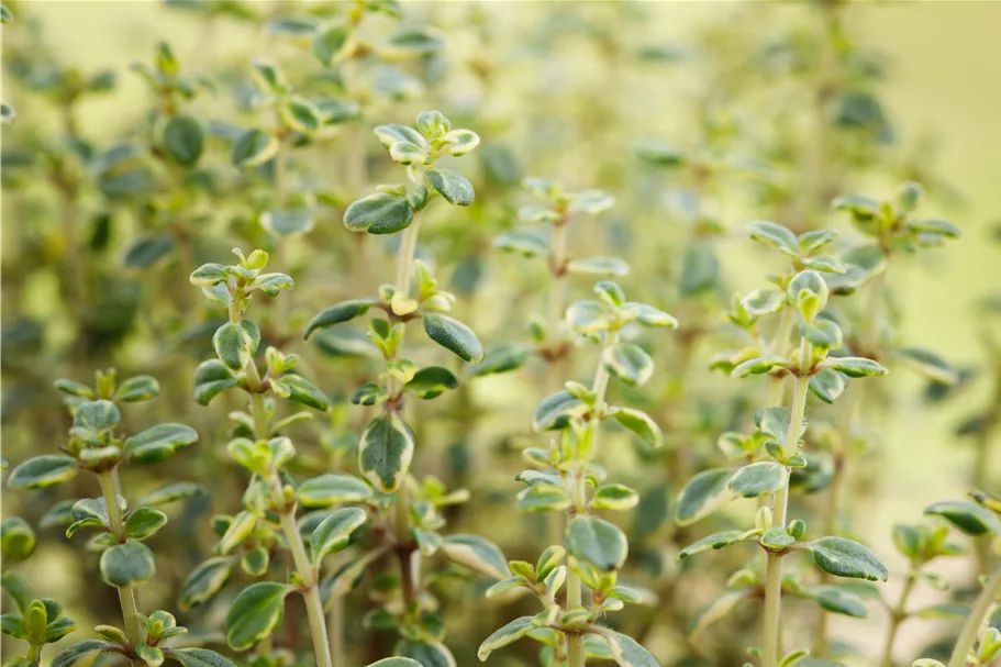 Thymus x citriodorus 'Doone Valley'