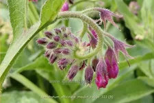 Symphytum officinale 'Moulin Rouge'