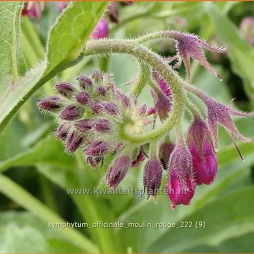 Symphytum officinale 'Moulin Rouge'