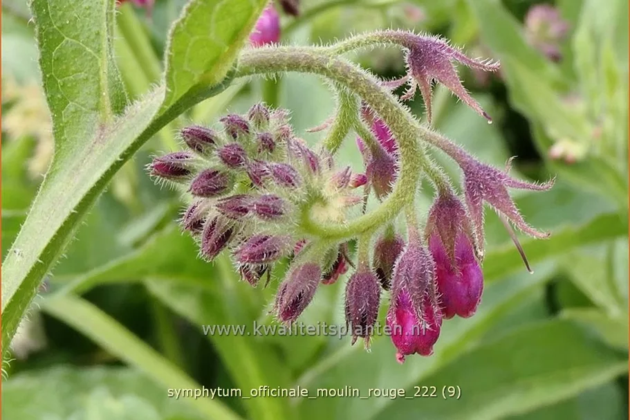 Symphytum officinale 'Moulin Rouge'