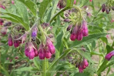 Symphytum officinale 'Moulin Rouge'