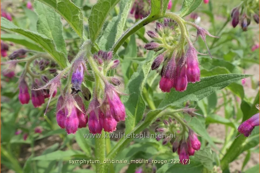 Symphytum officinale 'Moulin Rouge'