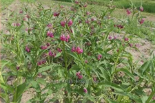 Symphytum officinale 'Moulin Rouge'