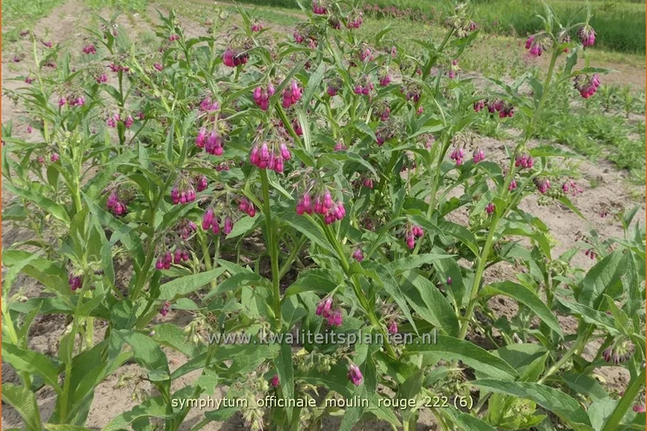 Symphytum officinale 'Moulin Rouge'
