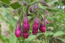 Symphytum officinale 'Moulin Rouge'