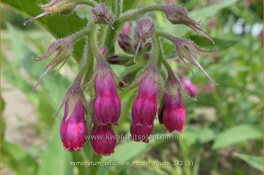 Symphytum officinale 'Moulin Rouge'