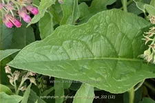 Symphytum officinale 'Moulin Rouge'