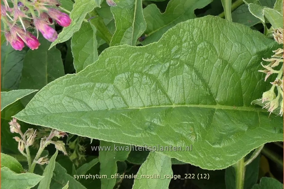 Symphytum officinale 'Moulin Rouge'