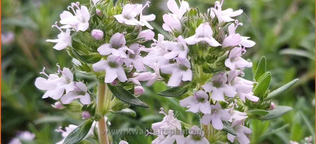 Thymus cherlerioides 'Duftkissen'®