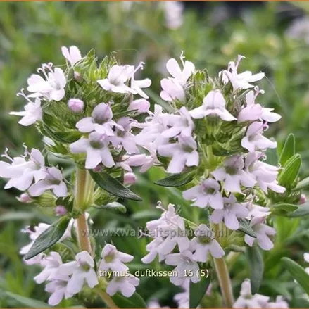 Thymus cherlerioides 'Duftkissen'®