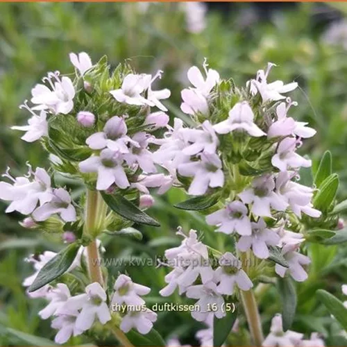 Thymus cherlerioides 'Duftkissen'®
