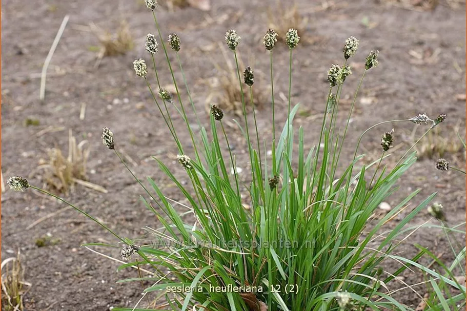 Sesleria heufleriana
