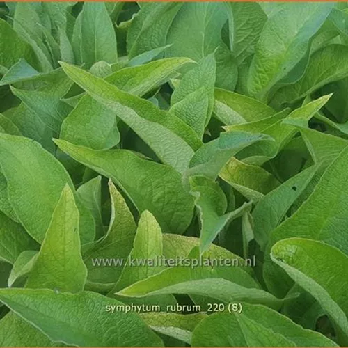 Symphytum rubrum