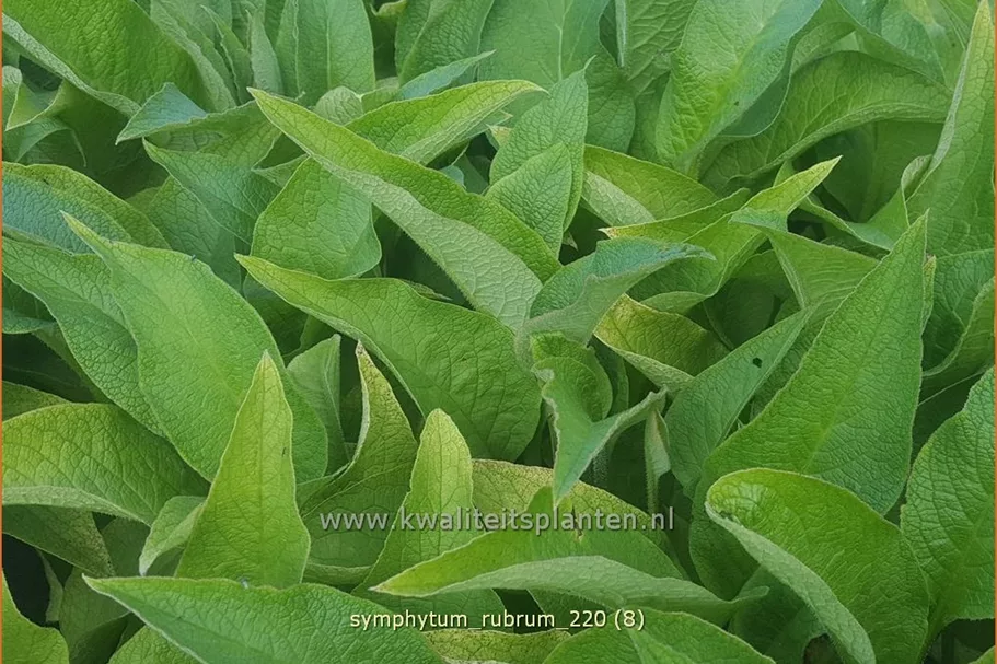 Symphytum rubrum