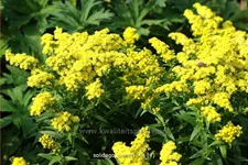 Solidago canadensis 'Sweety'