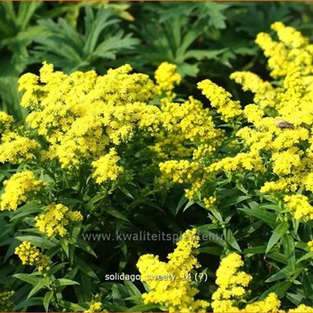 Solidago canadensis 'Sweety'