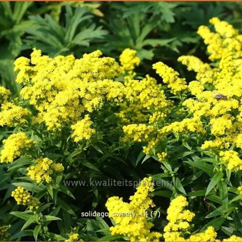 Solidago canadensis 'Sweety'
