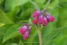 Symphytum rubrum