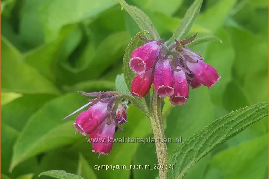 Symphytum rubrum