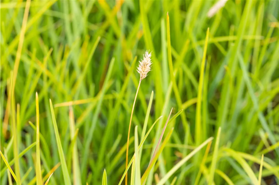 Sesleria heufleriana