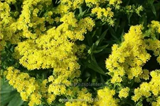Solidago canadensis 'Sweety'