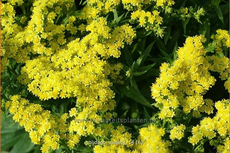 Solidago canadensis 'Sweety'