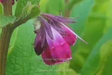 Symphytum rubrum