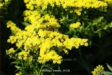Solidago canadensis 'Sweety'