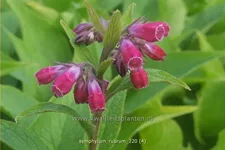 Symphytum rubrum