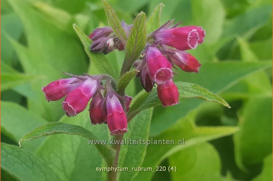 Symphytum rubrum