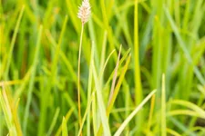 Sesleria heufleriana