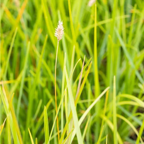 Sesleria heufleriana