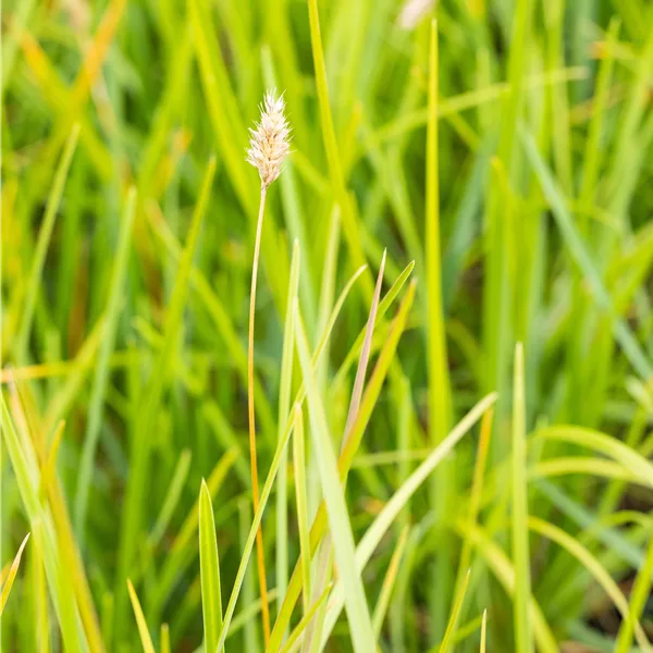 Sesleria heufleriana