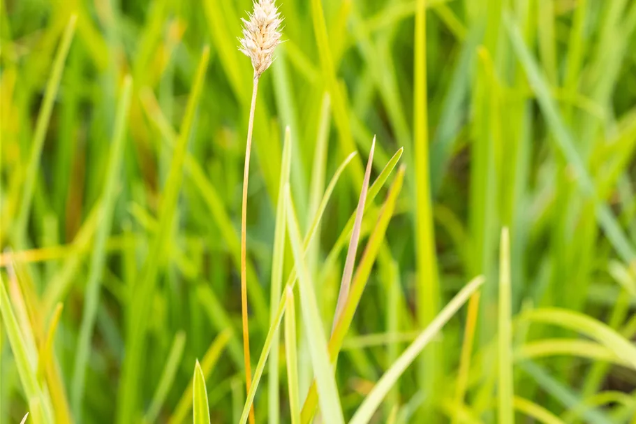 Sesleria heufleriana