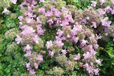 Thymus serpyllum 'Elfin'