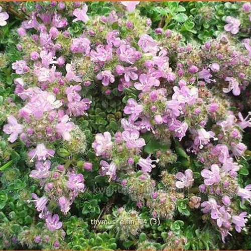 Thymus serpyllum 'Elfin'