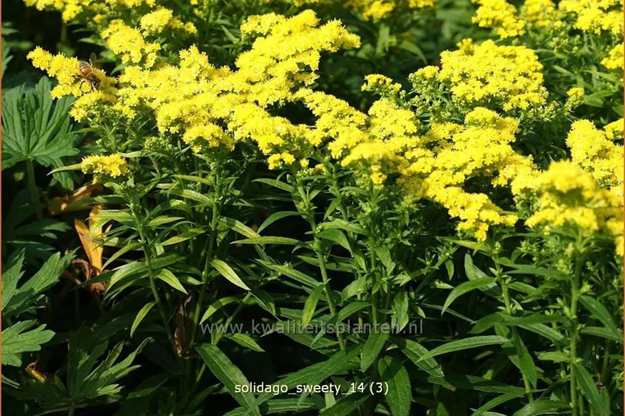 Solidago canadensis 'Sweety'