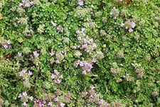 Thymus serpyllum 'Elfin'