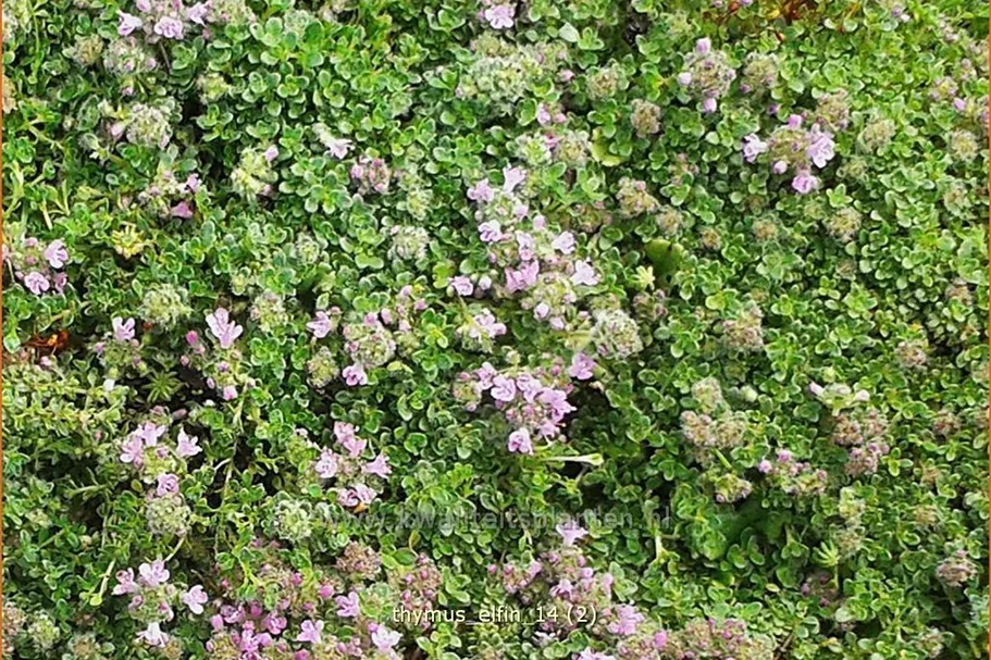 Thymus serpyllum 'Elfin'