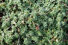 Thymus serpyllum 'Elfin'