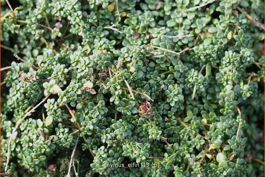 Thymus serpyllum 'Elfin'