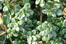 Thymus serpyllum 'Elfin'
