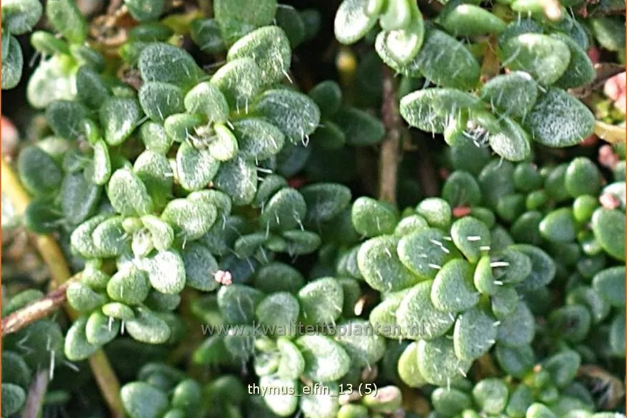 Thymus serpyllum 'Elfin'