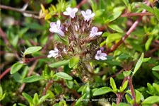 Thymus herba-barona 'Lemon Scented'