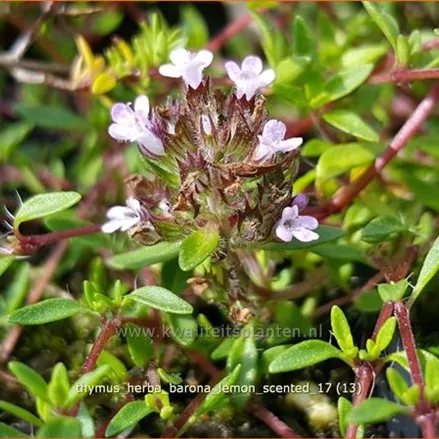 Thymus herba-barona 'Lemon Scented'