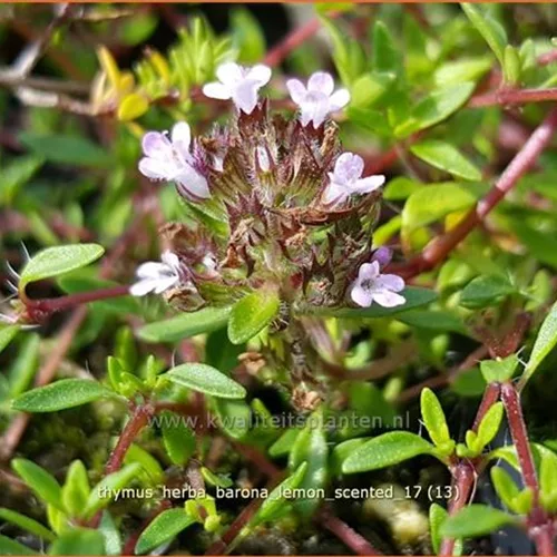 Thymus herba-barona 'Lemon Scented'