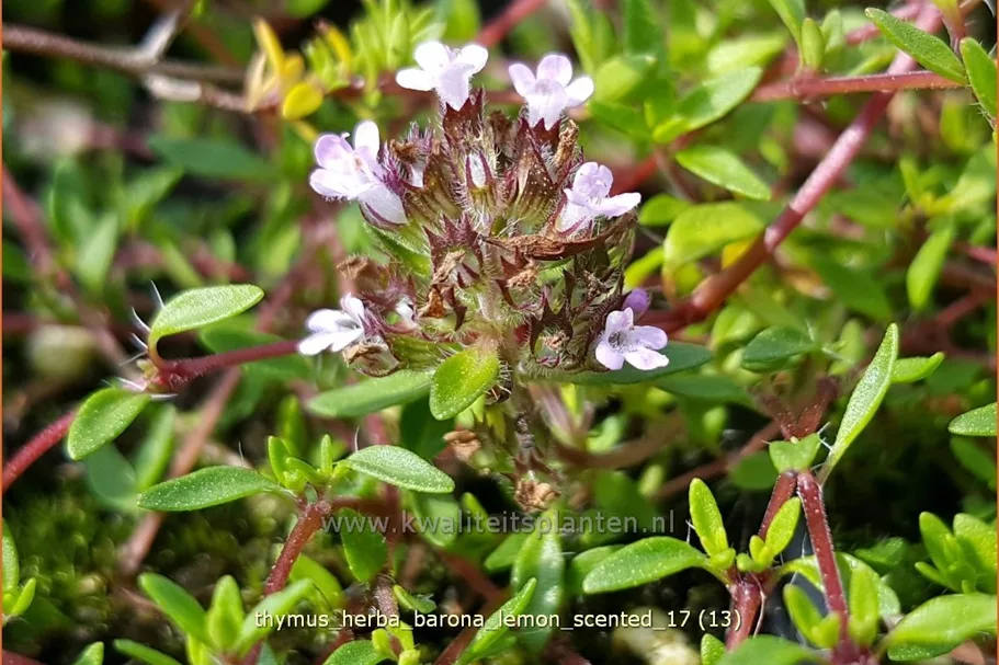 Thymus herba-barona 'Lemon Scented'