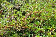 Thymus herba-barona 'Lemon Scented'