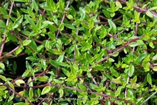 Thymus herba-barona 'Lemon Scented'