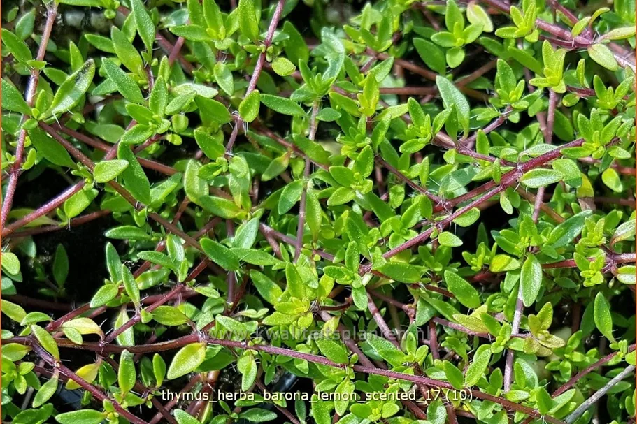 Thymus herba-barona 'Lemon Scented'